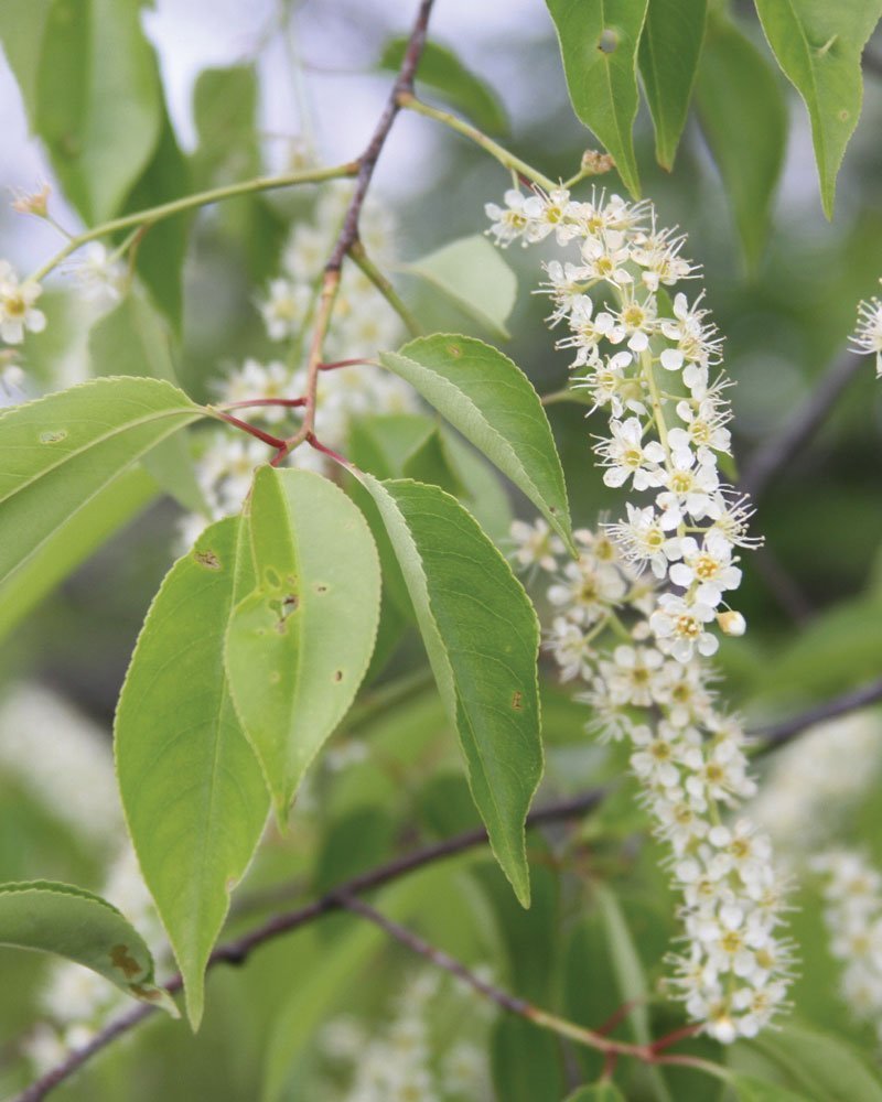 Wisdom Behind The Wood #3: Why Black Cherry Is Our Most Underrated Wood