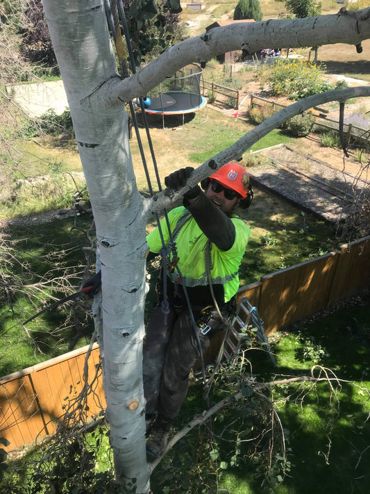 Wisdom Behind The Wood #1: Hard Maple